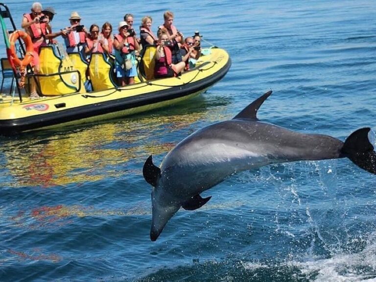 Insonia - Benagil Caves And Dolphin Watching From Albufeira